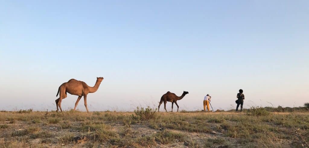 camels 